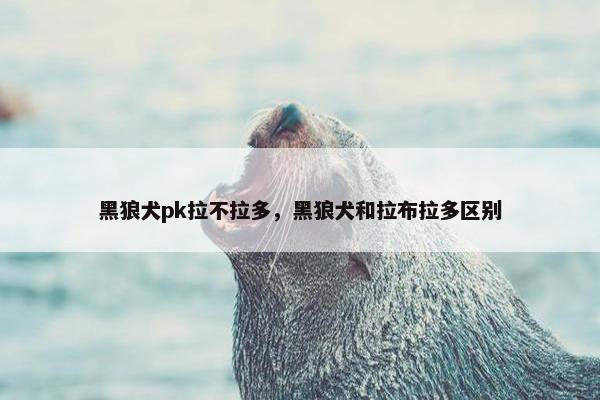 黑狼犬pk拉不拉多，黑狼犬和拉布拉多区别