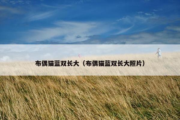 布偶猫蓝双长大（布偶猫蓝双长大照片）