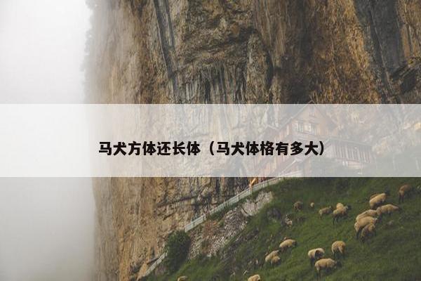 马犬方体还长体（马犬体格有多大）