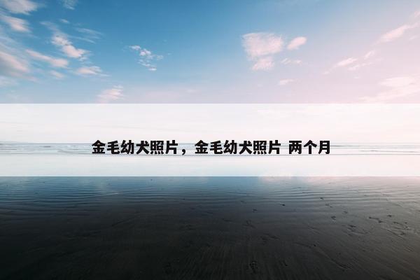 金毛幼犬照片，金毛幼犬照片 两个月