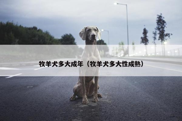 牧羊犬多大成年（牧羊犬多大性成熟）