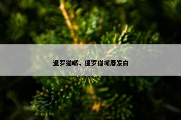 暹罗猫嘴，暹罗猫嘴唇发白