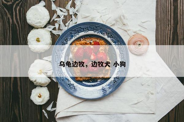 乌龟边牧，边牧犬 小狗