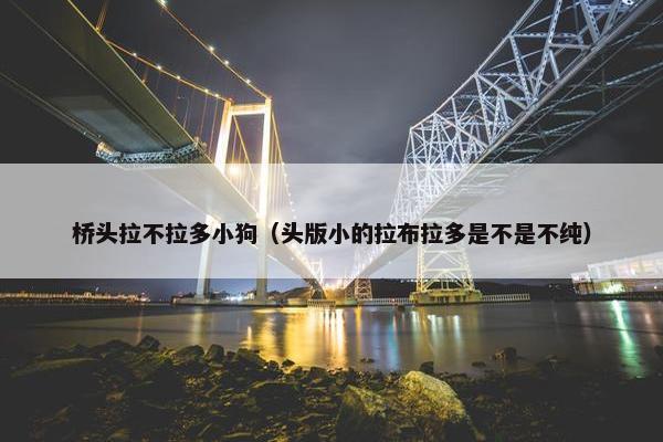 桥头拉不拉多小狗（头版小的拉布拉多是不是不纯）