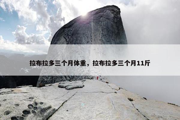 拉布拉多三个月体重，拉布拉多三个月11斤