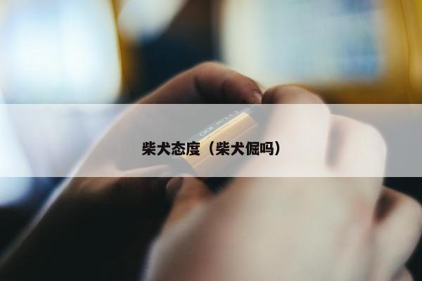 柴犬态度（柴犬倔吗）