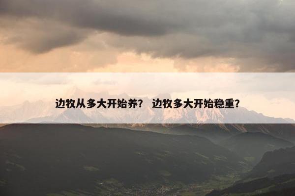 边牧从多大开始养？ 边牧多大开始稳重？