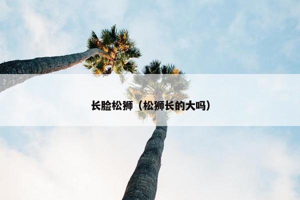 长脸松狮（松狮长的大吗）