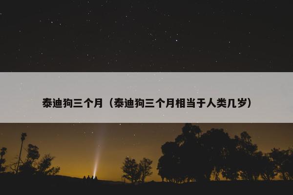 泰迪狗三个月（泰迪狗三个月相当于人类几岁）