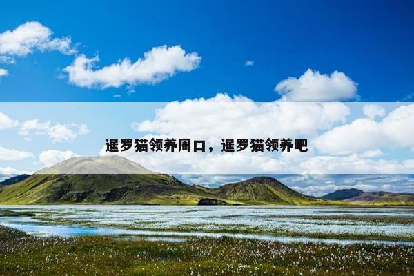暹罗猫领养周口，暹罗猫领养吧