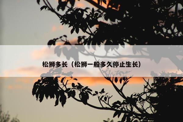 松狮多长（松狮一般多久停止生长）