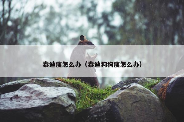 泰迪瘦怎么办（泰迪狗狗瘦怎么办）