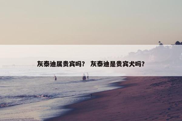 灰泰迪属贵宾吗？ 灰泰迪是贵宾犬吗？