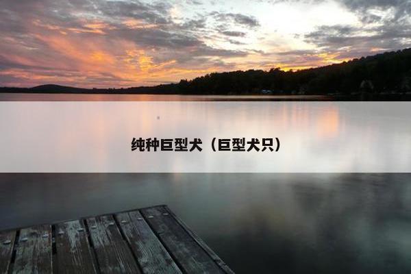 纯种巨型犬（巨型犬只）