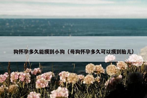 狗怀孕多久能摸到小狗（母狗怀孕多久可以摸到胎儿）