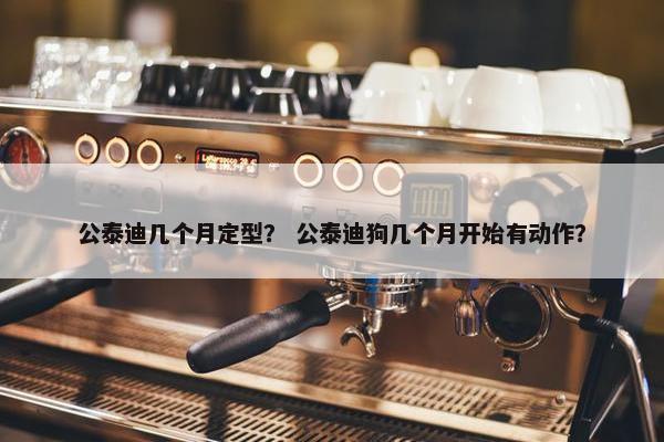 公泰迪几个月定型？ 公泰迪狗几个月开始有动作？