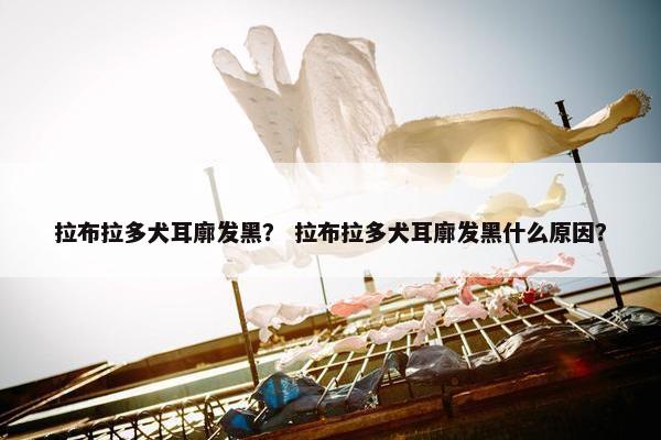 拉布拉多犬耳廓发黑？ 拉布拉多犬耳廓发黑什么原因？