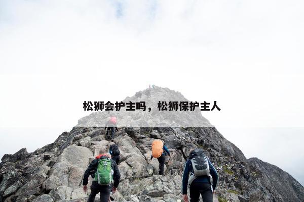 松狮会护主吗，松狮保护主人