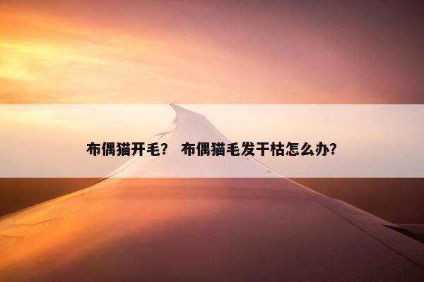 布偶猫开毛？ 布偶猫毛发干枯怎么办？