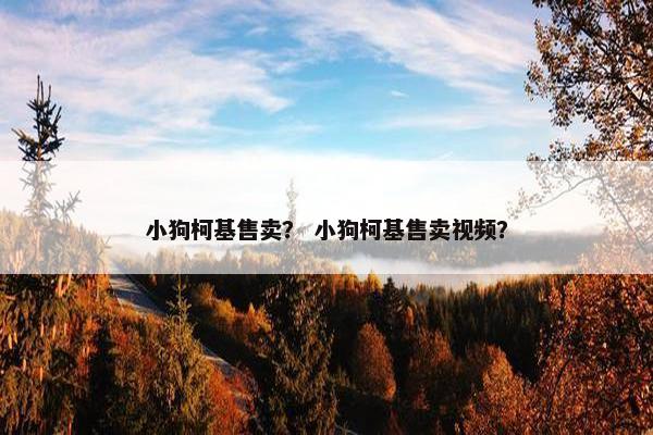 小狗柯基售卖？ 小狗柯基售卖视频？