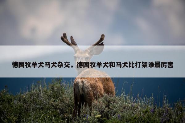 德国牧羊犬马犬杂交，德国牧羊犬和马犬比打架谁最厉害