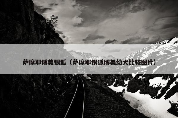 萨摩耶博美银狐（萨摩耶银狐博美幼犬比较图片）