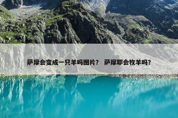 萨摩会变成一只羊吗图片？ 萨摩耶会牧羊吗？