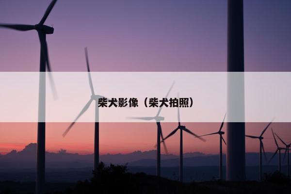 柴犬影像（柴犬拍照）