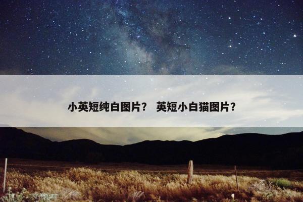 小英短纯白图片？ 英短小白猫图片？