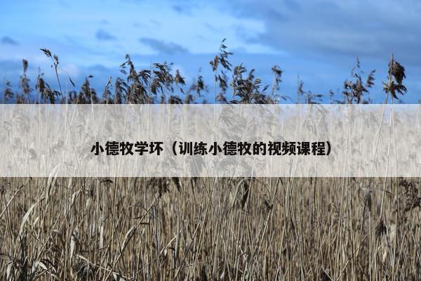 小德牧学坏（训练小德牧的视频课程）