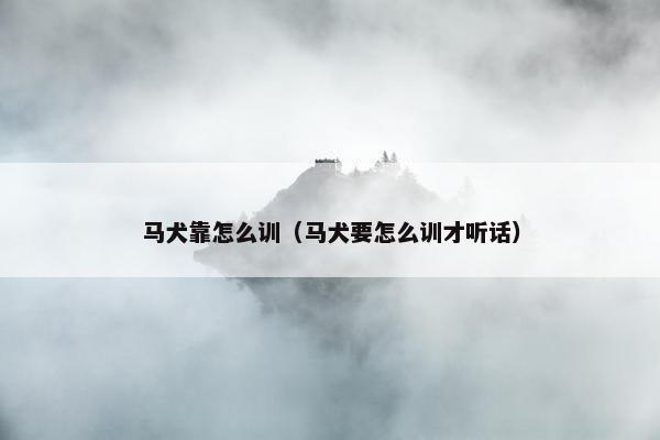 马犬靠怎么训（马犬要怎么训才听话）
