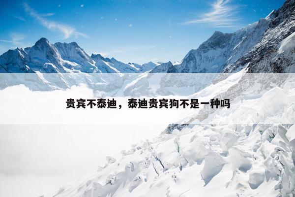 贵宾不泰迪，泰迪贵宾狗不是一种吗