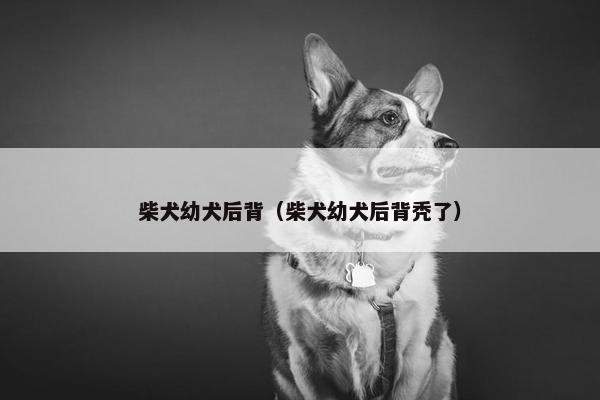 柴犬幼犬后背（柴犬幼犬后背秃了）