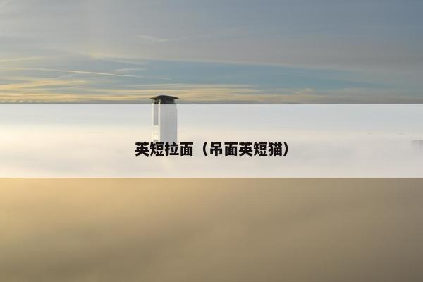 英短拉面（吊面英短猫）