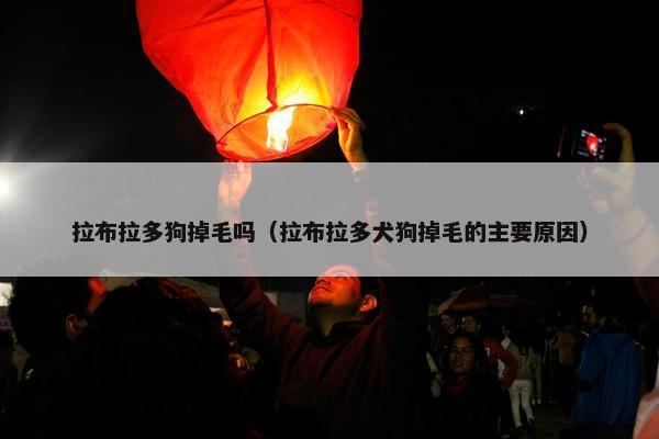 拉布拉多狗掉毛吗（拉布拉多犬狗掉毛的主要原因）