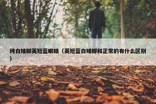 纯白矮脚英短蓝眼睛（英短蓝白矮脚和正常的有什么区别）