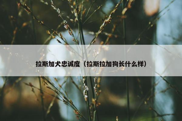 拉斯加犬忠诚度（拉斯拉加狗长什么样）
