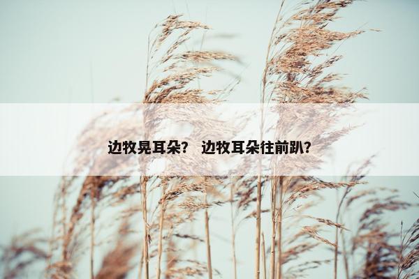边牧晃耳朵？ 边牧耳朵往前趴？