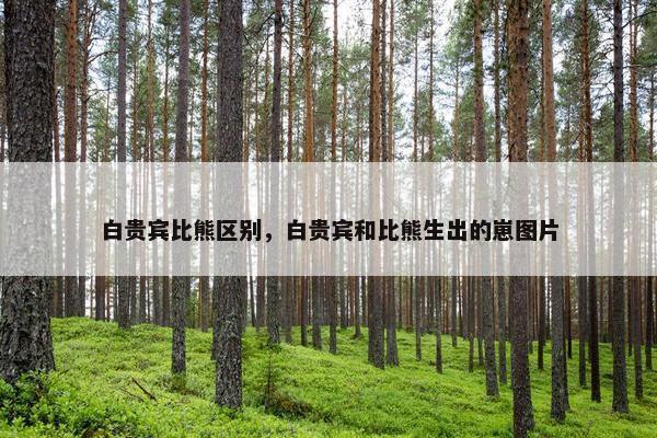 白贵宾比熊区别，白贵宾和比熊生出的崽图片