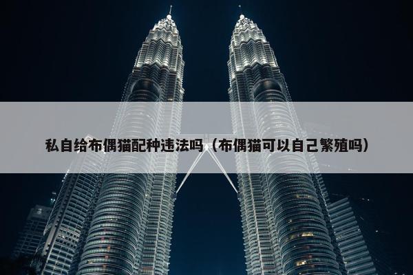 私自给布偶猫配种违法吗（布偶猫可以自己繁殖吗）