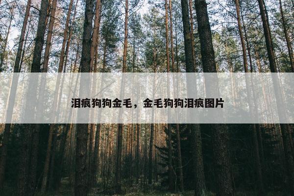 泪痕狗狗金毛，金毛狗狗泪痕图片