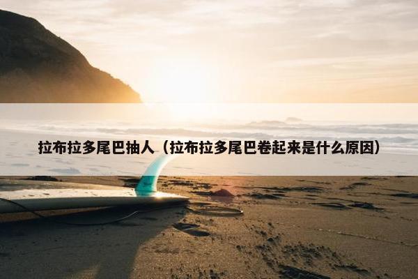 拉布拉多尾巴抽人（拉布拉多尾巴卷起来是什么原因）