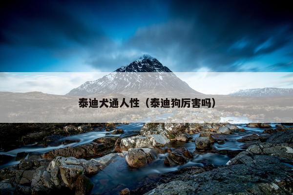 泰迪犬通人性（泰迪狗厉害吗）