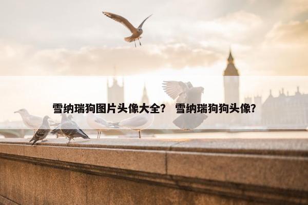 雪纳瑞狗图片头像大全？ 雪纳瑞狗狗头像？