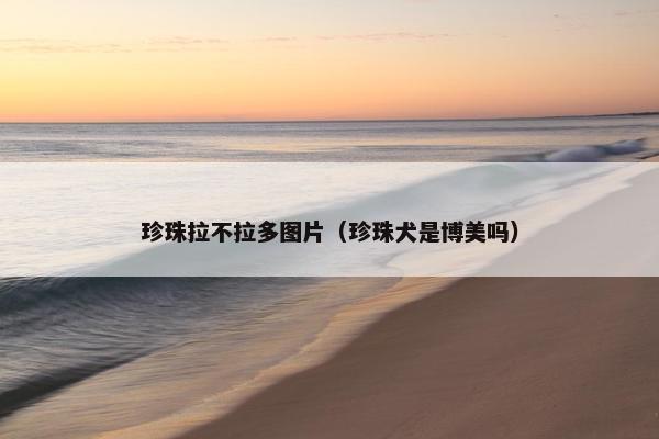 珍珠拉不拉多图片（珍珠犬是博美吗）