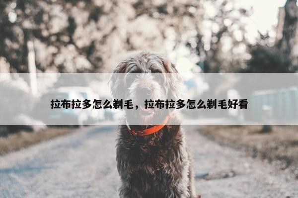 拉布拉多怎么剃毛，拉布拉多怎么剃毛好看