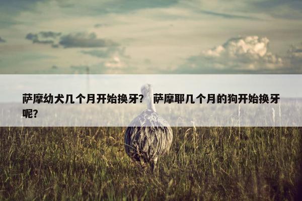 萨摩幼犬几个月开始换牙？ 萨摩耶几个月的狗开始换牙呢？