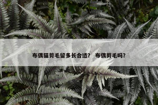 布偶猫剪毛留多长合适？ 布偶剪毛吗？