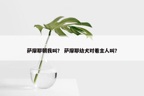 萨摩耶朝我叫？ 萨摩耶幼犬对着主人叫？