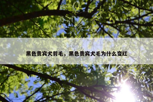 黑色贵宾犬剪毛，黑色贵宾犬毛为什么变红